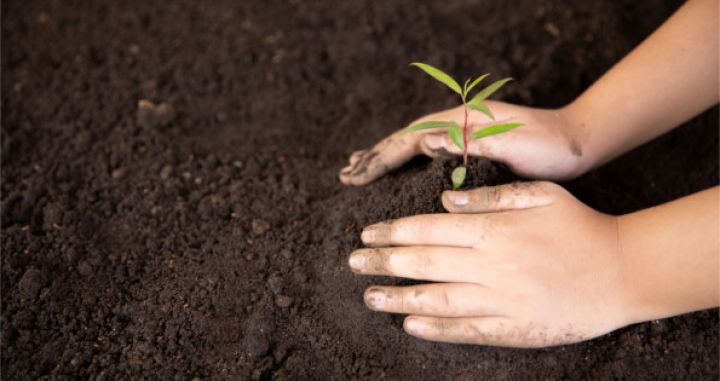 Diferencias entre: estiércol, humus, sustrato, turba, compost y vermicompost