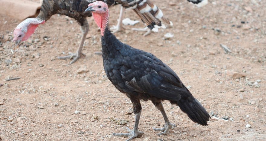 Guajolote criollo, un alimento muy saludable