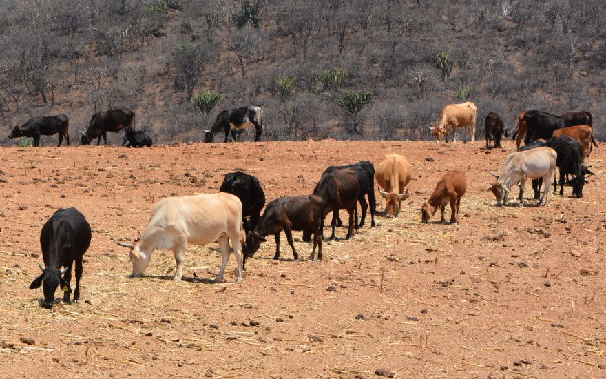 Estrés calórico en animales:  Dos Alternativas de manejo