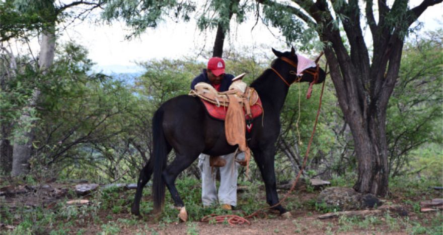 5 recomendaciones para domar un caballo