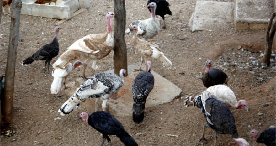 Gallinas y guajolotes, ¡uníos!