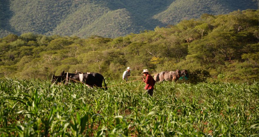 Día mundial de la agricultura