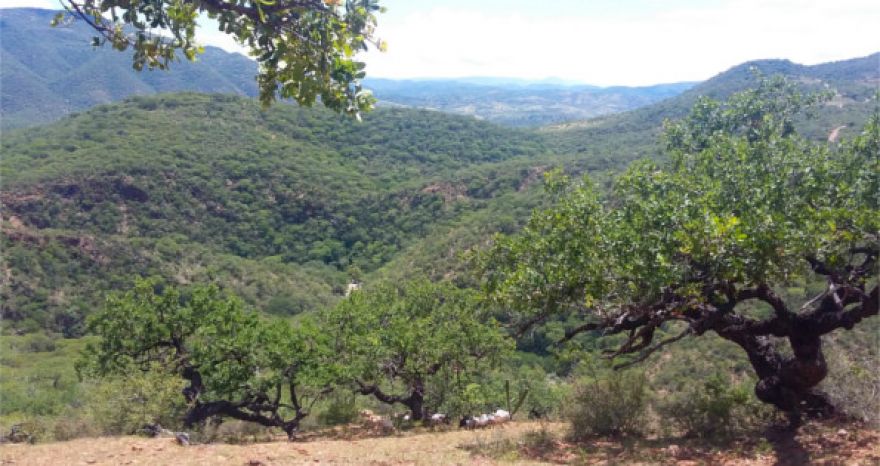 Encinos: árboles majestuosos